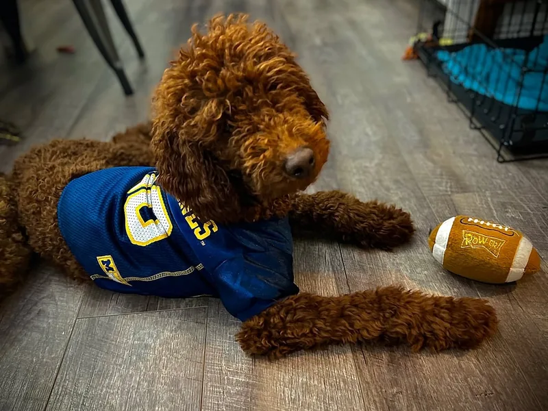 NORTHERN HEART STANDARDS Moyen Poodles