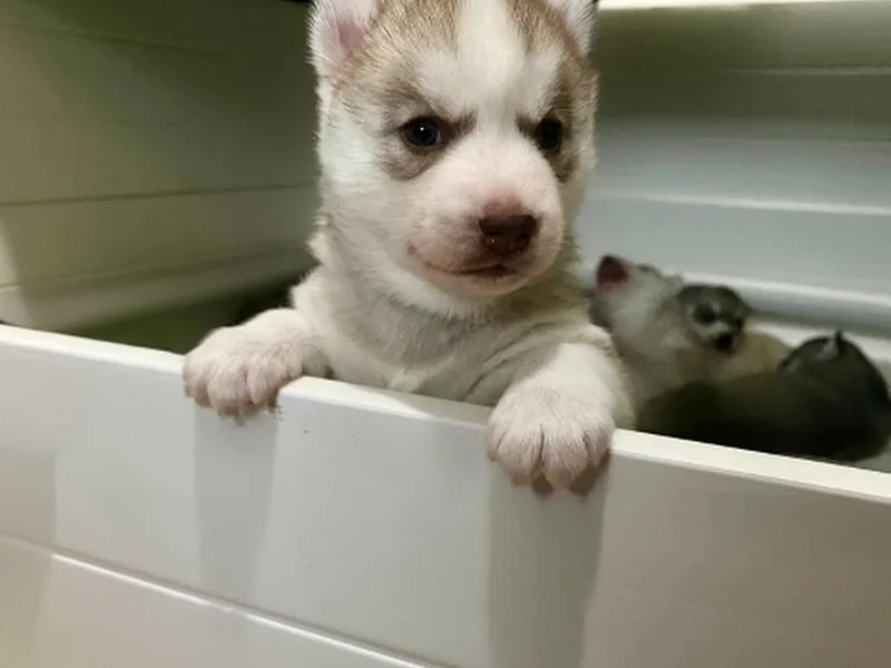 Northern Staar Kennel