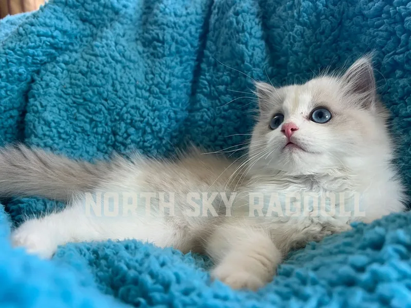 NORTHSKYRAGDOLL