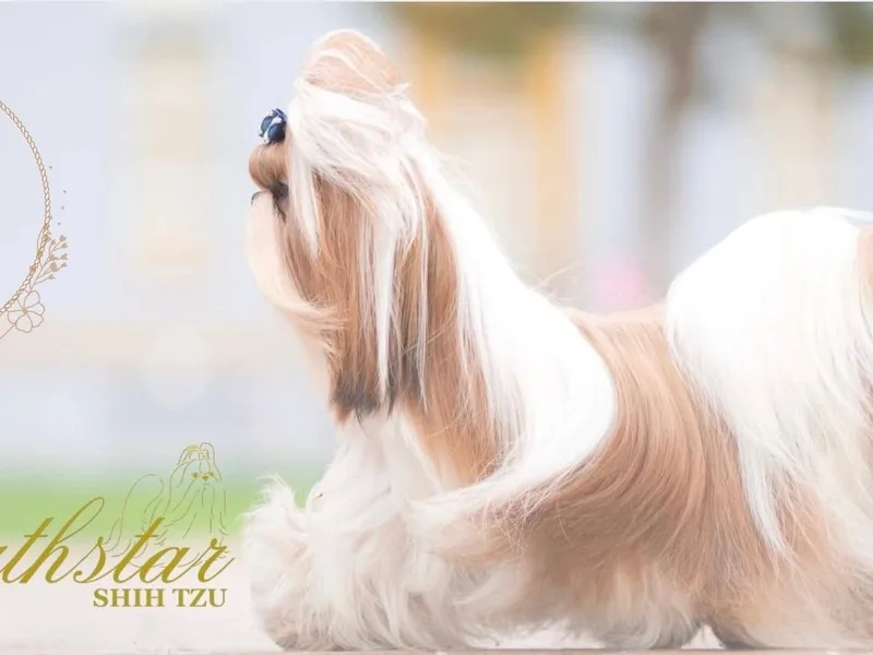Northstar Shih Tzu