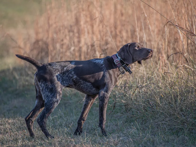 Nosam Kennels- Vizslas and German Shorthairs in Kentucky