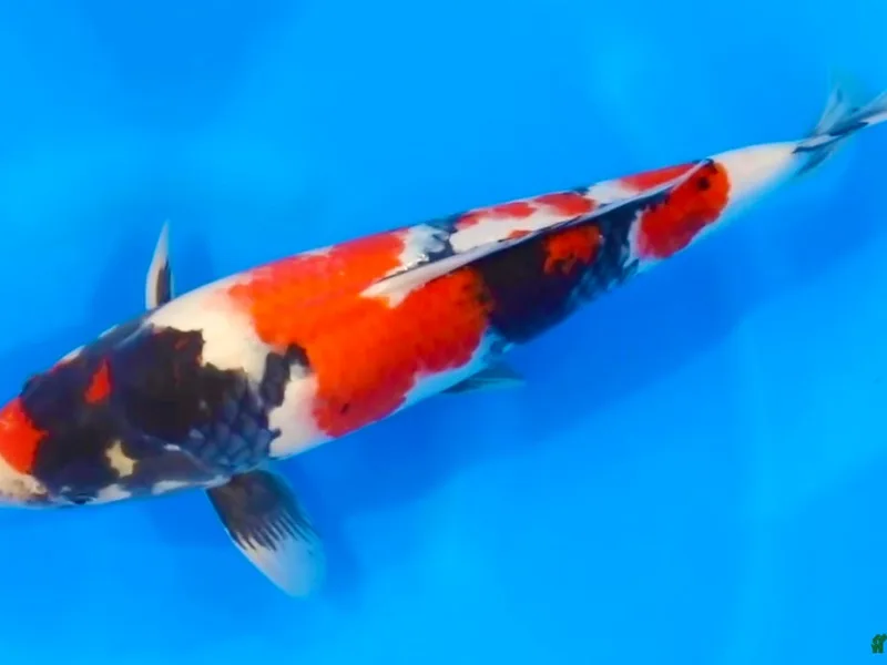 NT Koi photo 1
