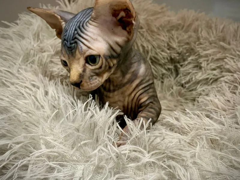 NWSphynx Cattery photo 1