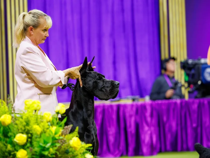 Oak Haven Great Danes