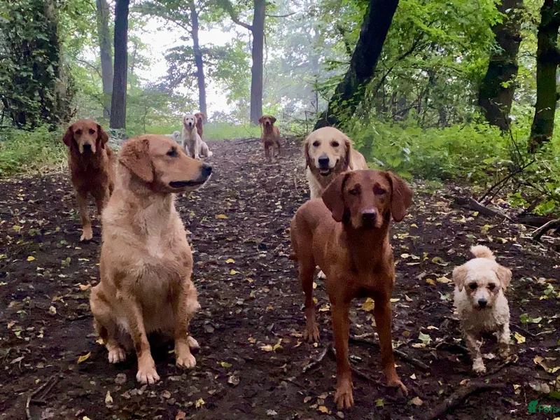 OAKWELL RETRIEVERS photo 1