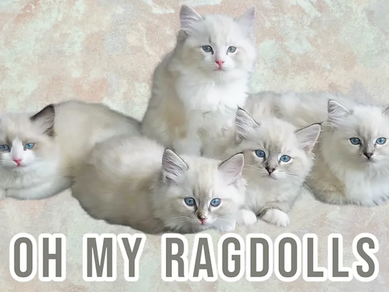 Ohmyragdolls