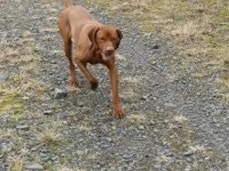 old toll dogs photo 1