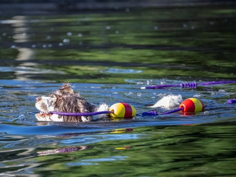 Ondakina Portuguese Water Dogs