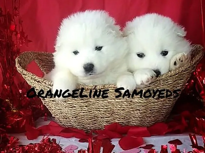 OrangeLine Samoyeds