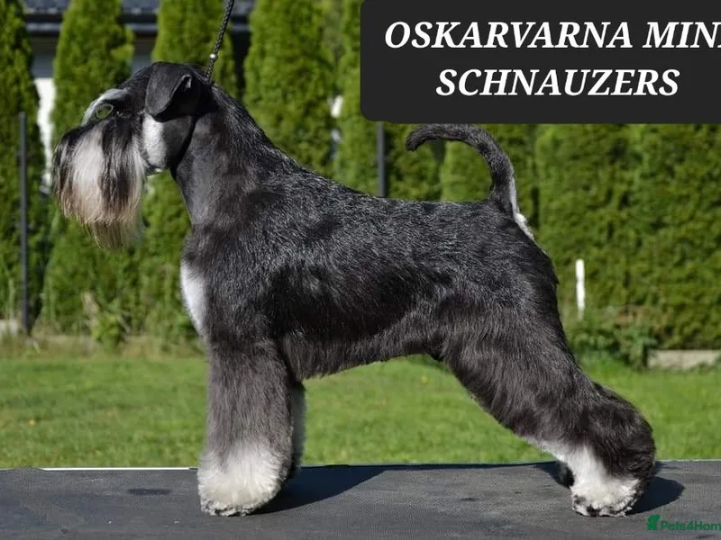 Oskarvarna  photo 1