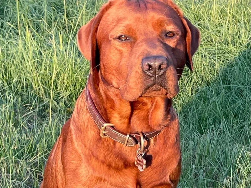 Otto Family Labs