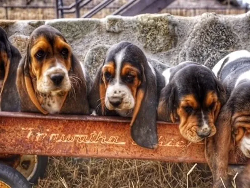 Out West Bassets
