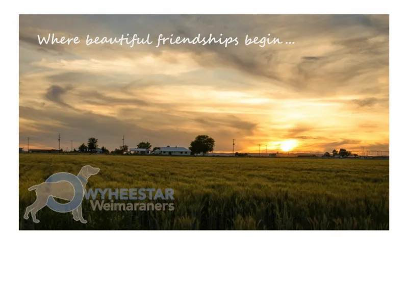 Owyheestar Weimaraners