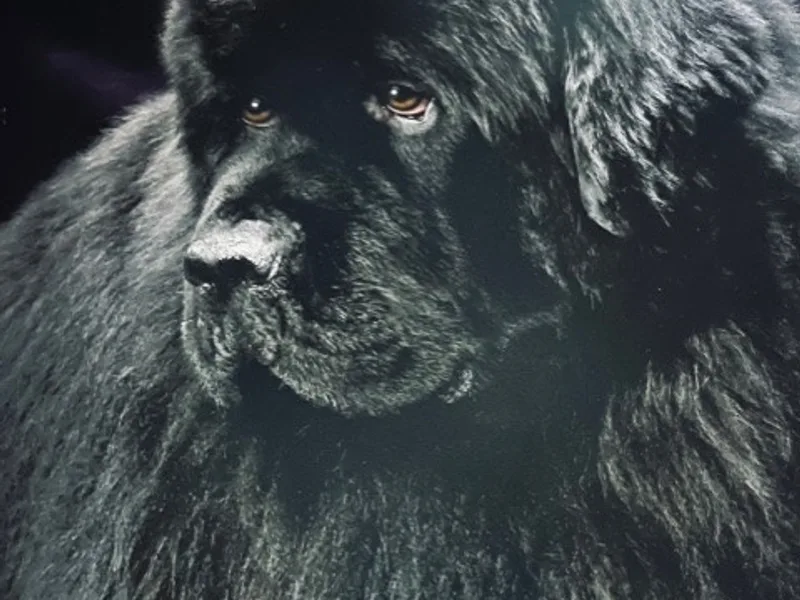 Ozark Legends Newfoundland And Caucasian Shepherd Dogs