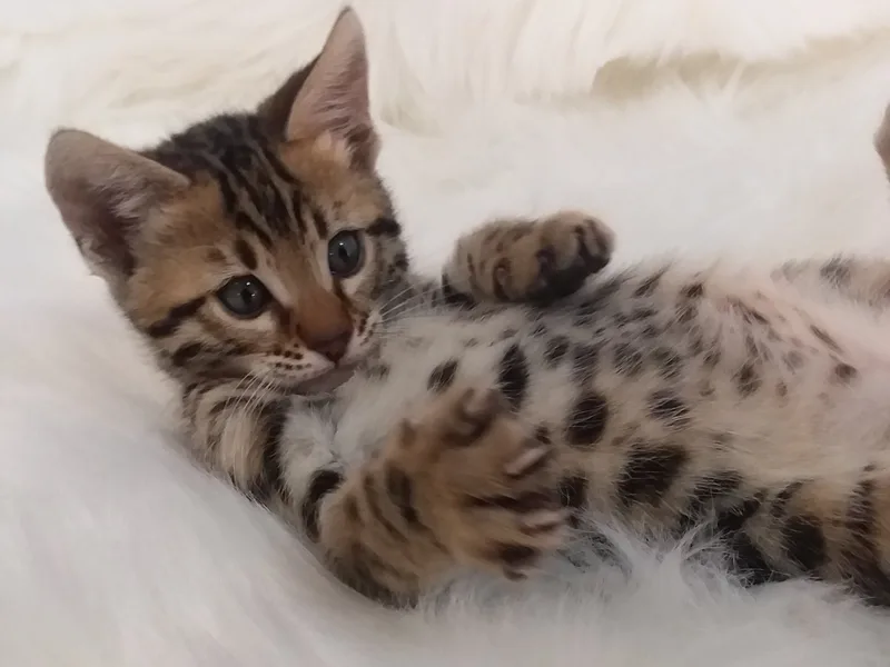 Ozarkbengalcats