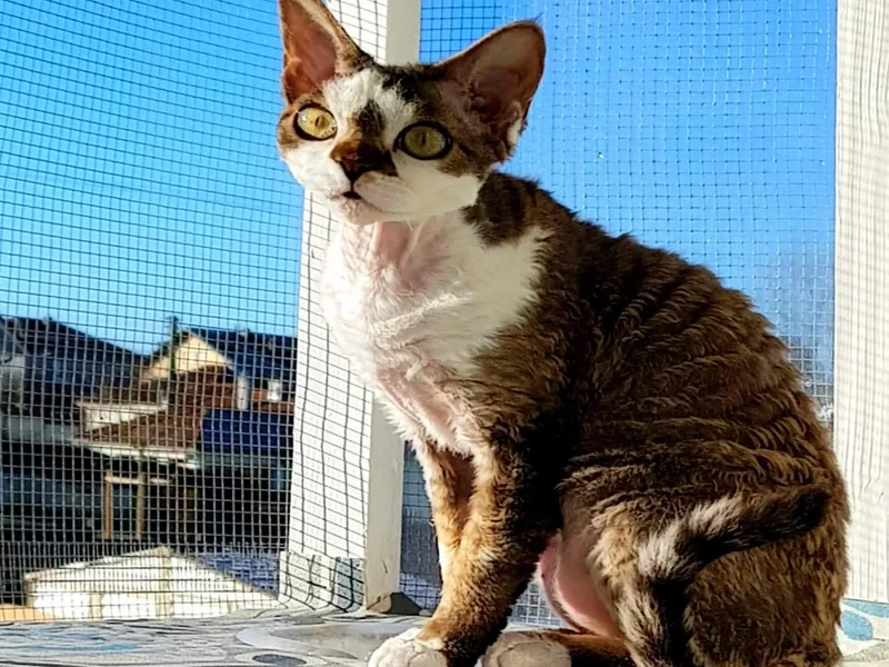Pacific Devon Rex(pacificrex) photo 1