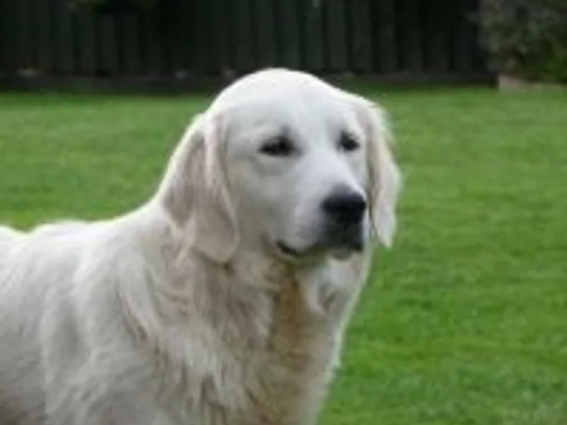 Pameltom Retrievers photo 1