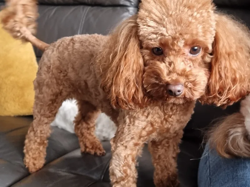 pandptailwaggers photo 1