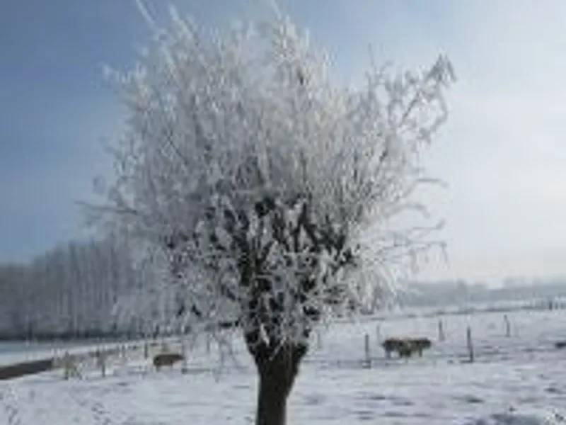 Paneterne photo 1