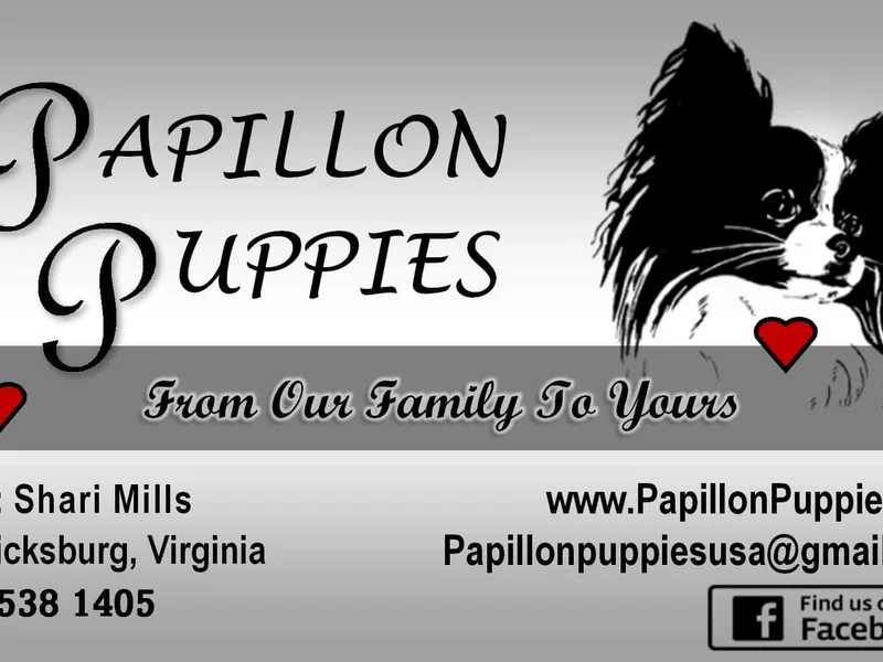 Papillon Puppies