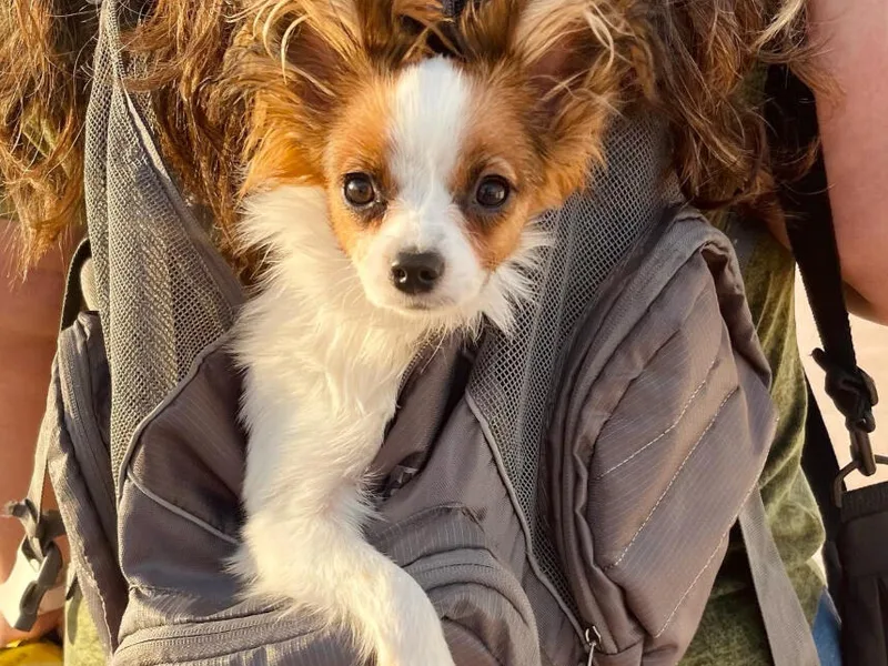 Papillons in Arizona / Renee Borden