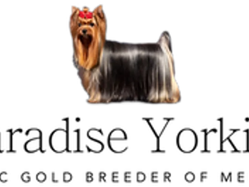 Paradise Yorkshire Terriers