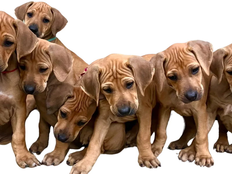 Parnassus Rhodesian Ridgebacks
