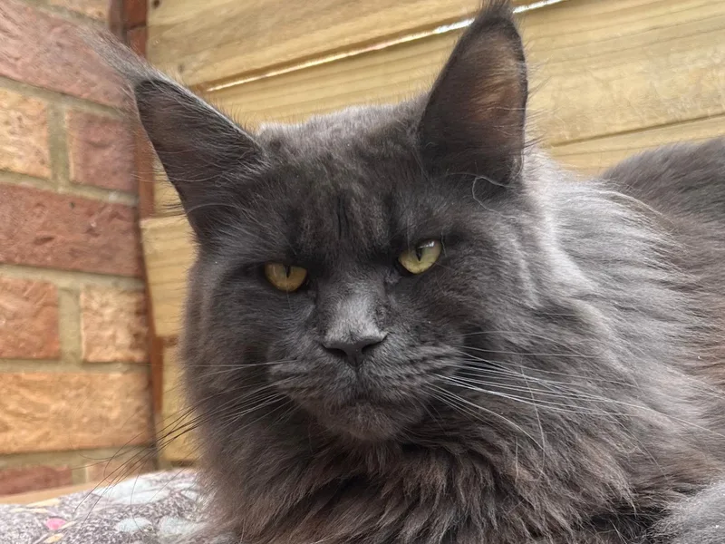 Parsacoon Cattery Ltd photo 1