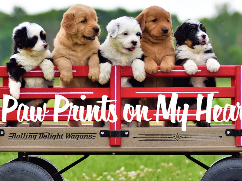 Paw Prints on My Heart