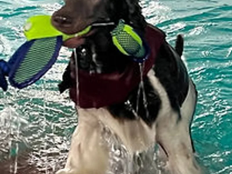 Pawsh K9 photo 1