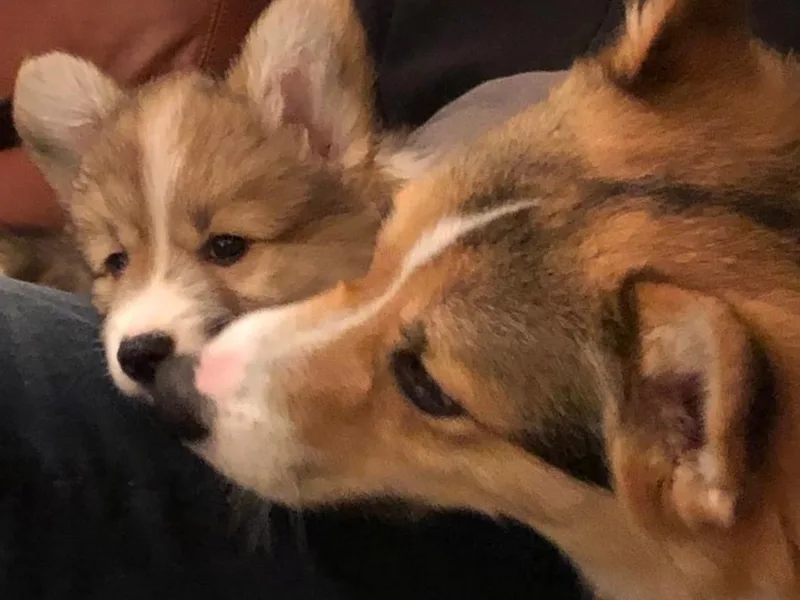 Paxtonfolly corgis photo 1