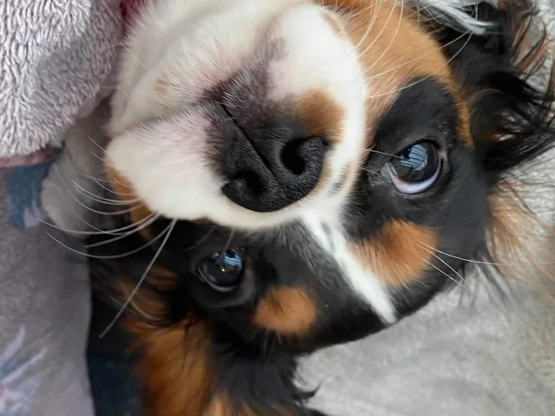 Peachy Pooch photo 1