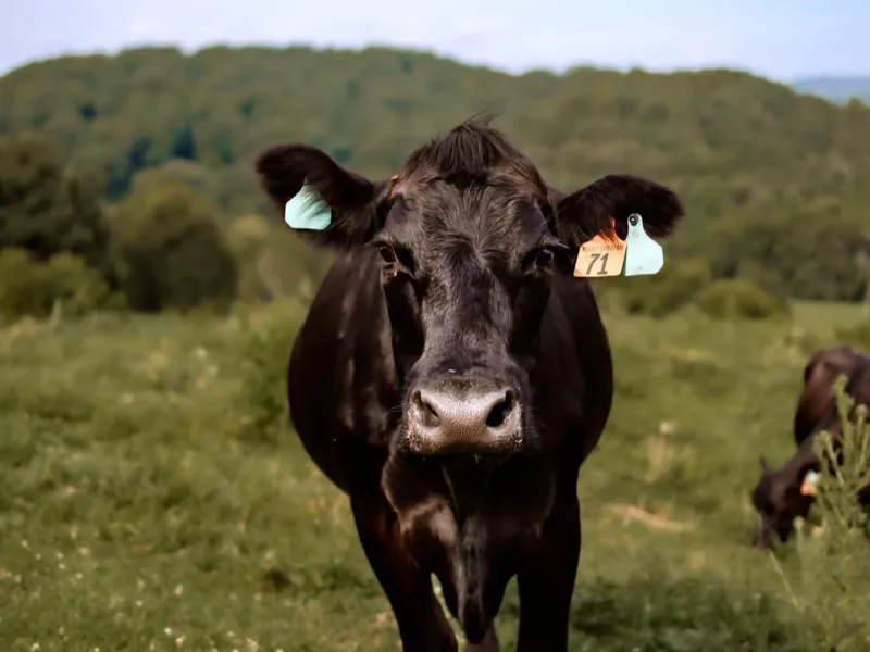 Pearly Gates Pointers