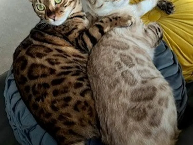 Pedigreebengals photo 1