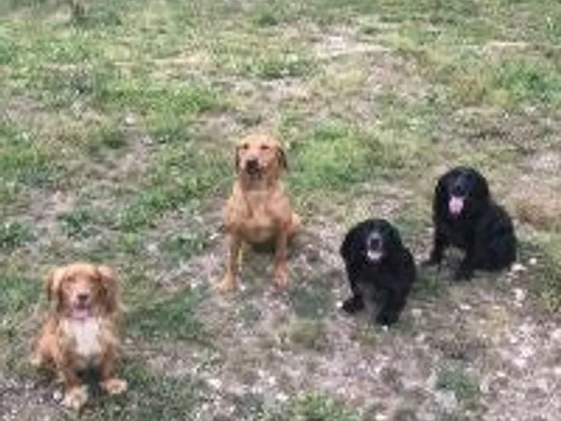 Penbok Gundogs  photo 1