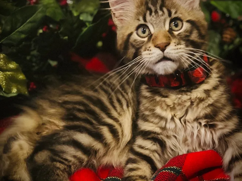 Perfection Maine Coons