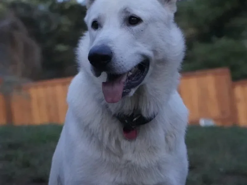 PeroutkaHouseKennels LLC