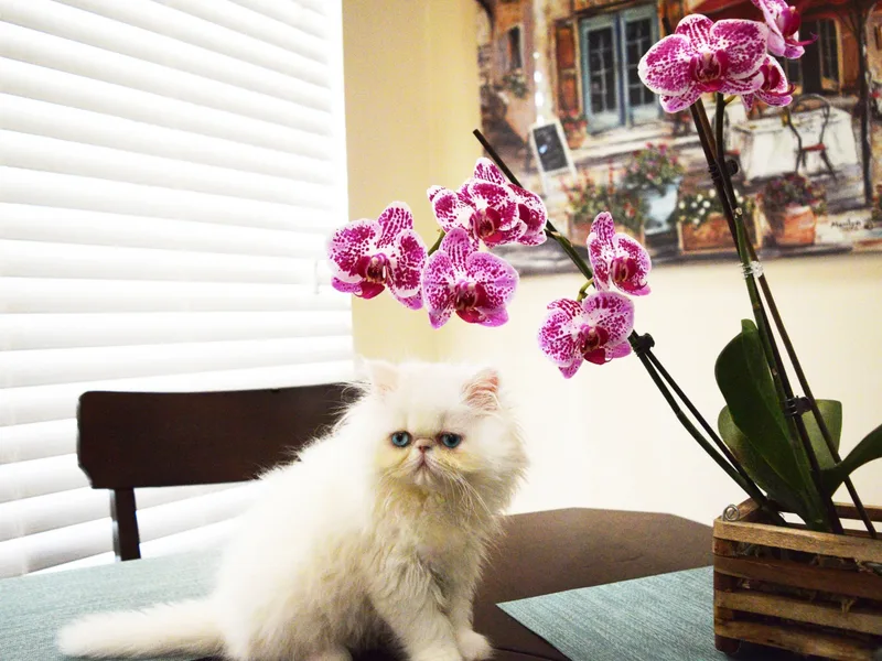 Persia Jewel
