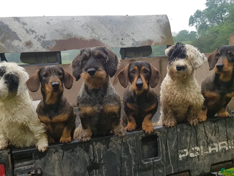 peter and Lesley Yeoward photo 1