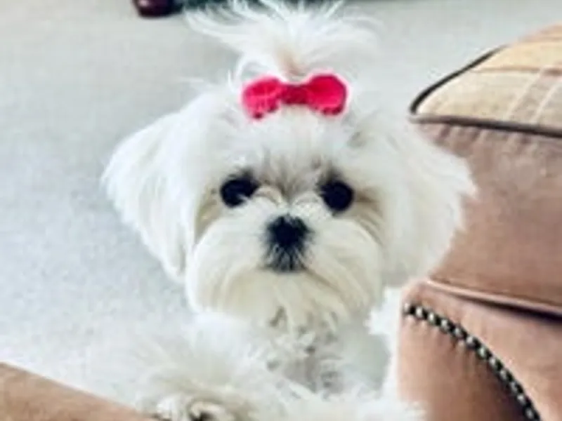 Petite Paws photo 1
