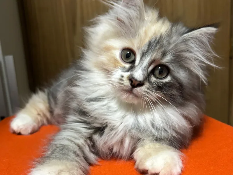 Petitesiberians photo 1