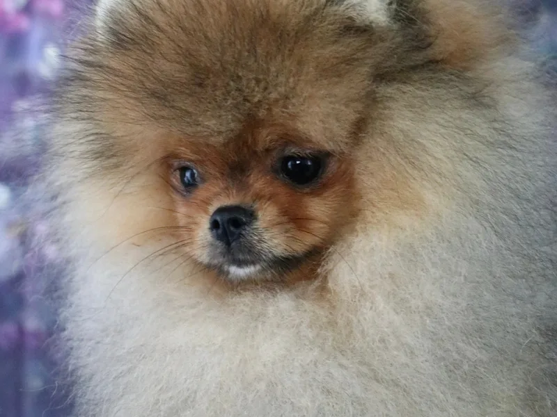 PETLUXE photo 1