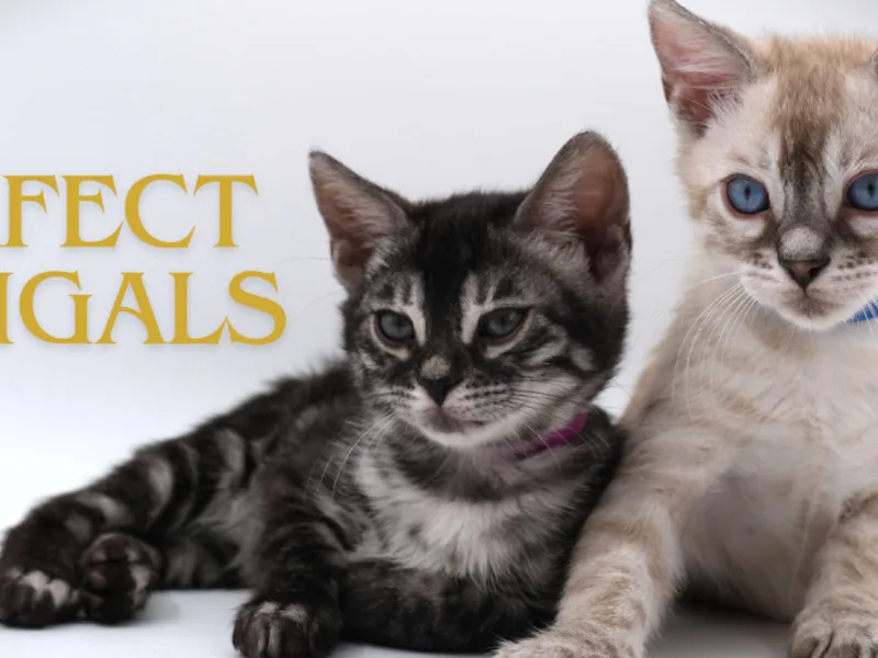 Petperfect photo 1