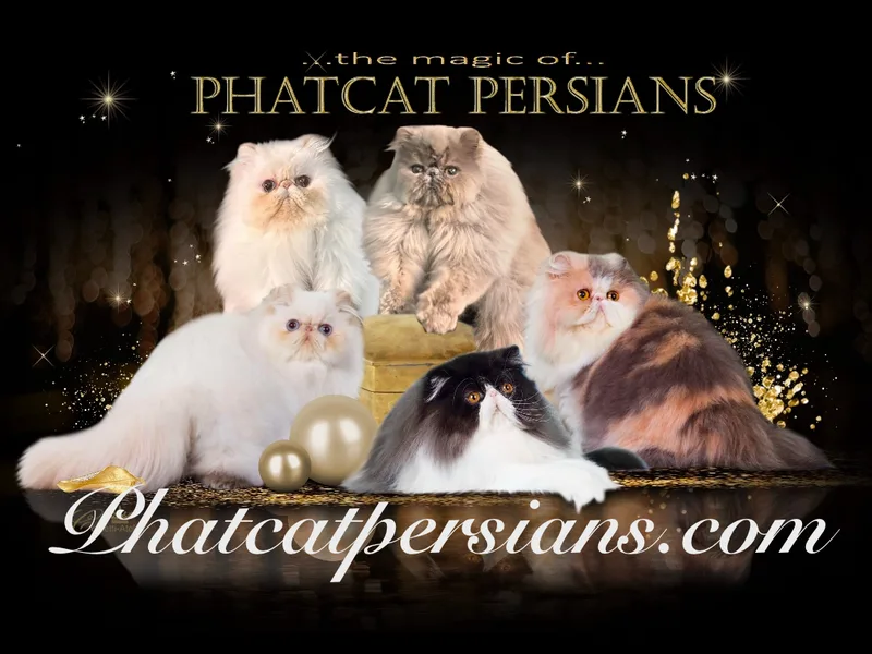 PhatCat Persians
