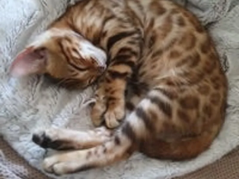 PhierosBengals photo 1