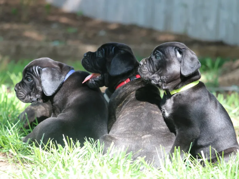 PhogHaven Cane Corso