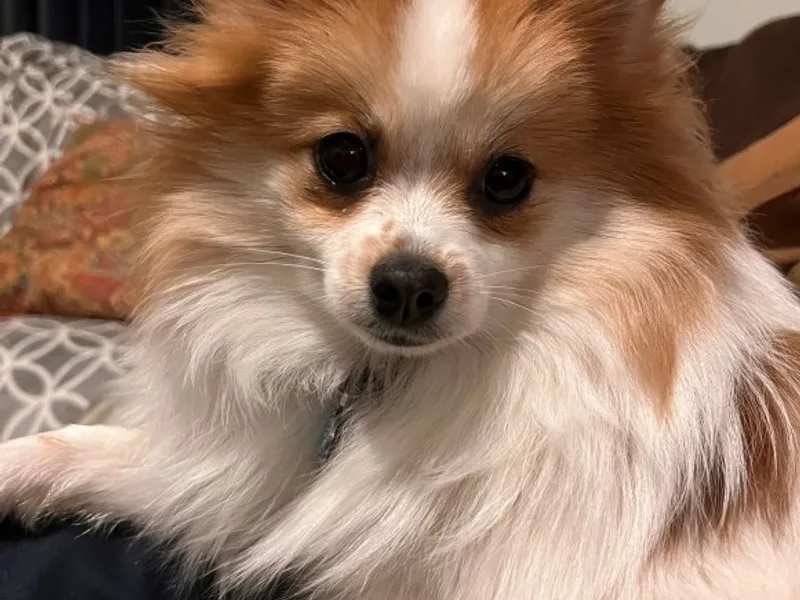 Pike River Pomeranians