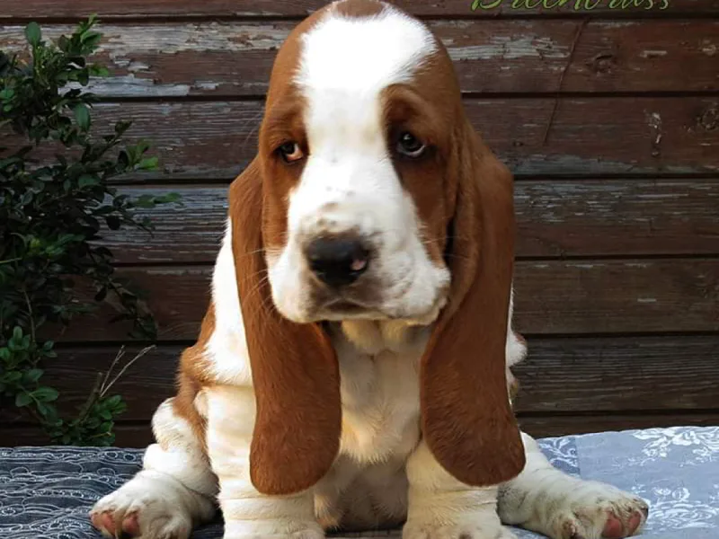 Pine Grove Farm Bassets