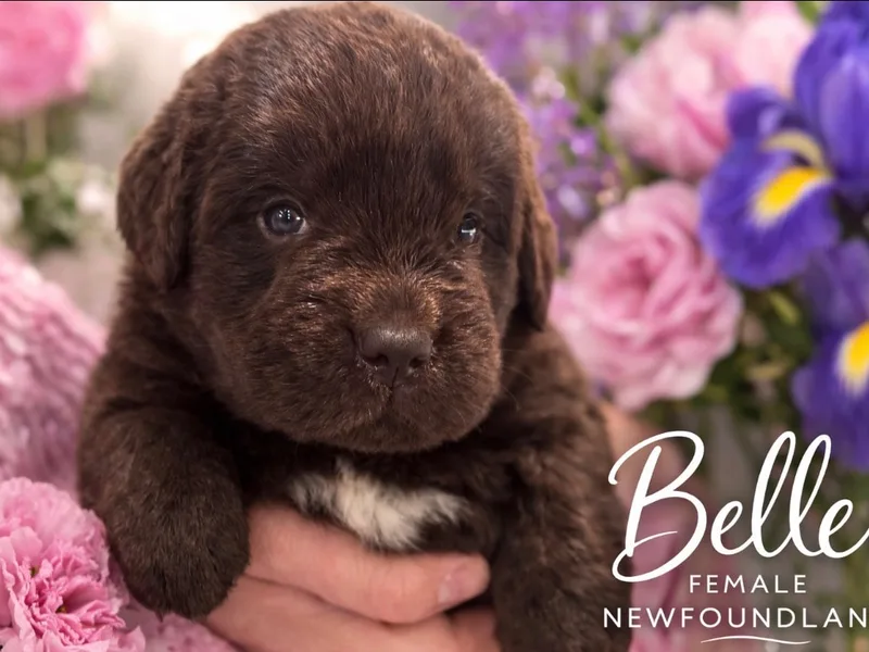 Pine River Newfoundlands