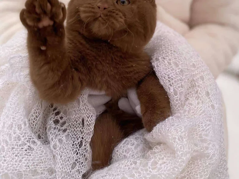 PinkPaws photo 1